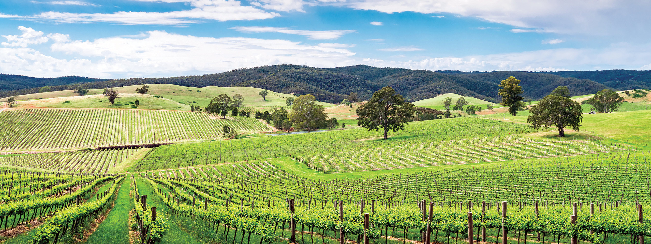 Barossa Valley vineyards