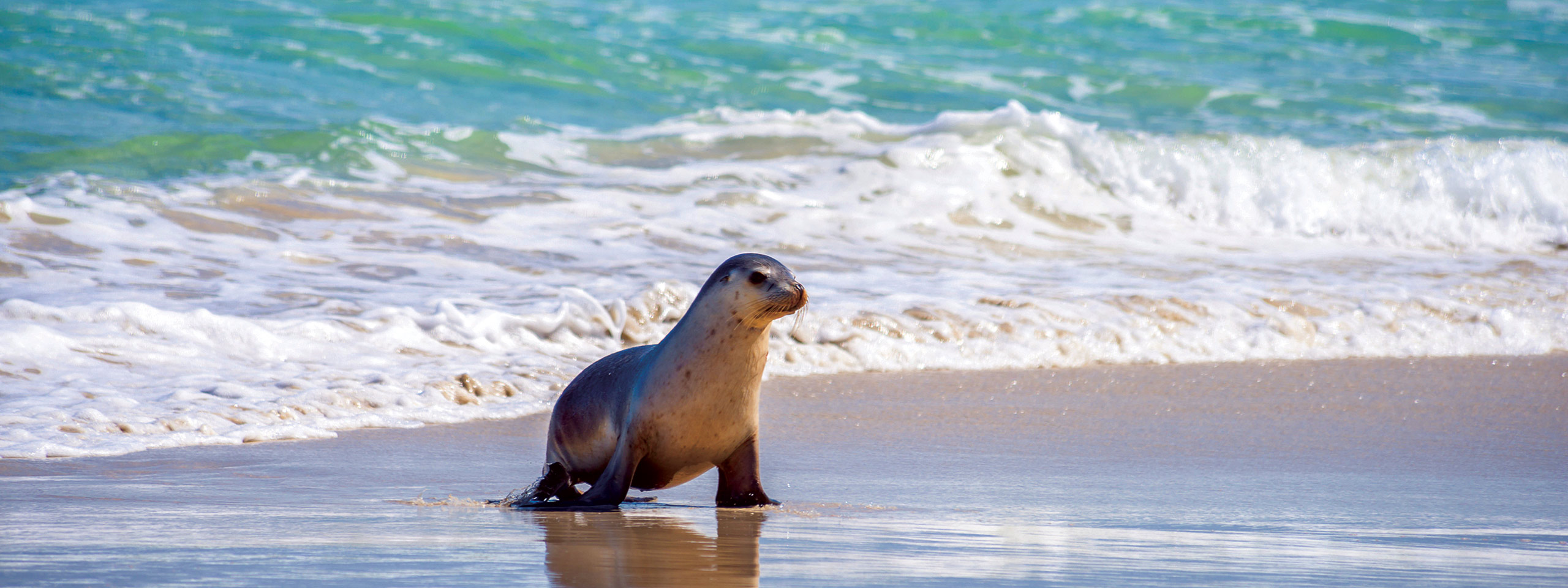 Kangaroo Island