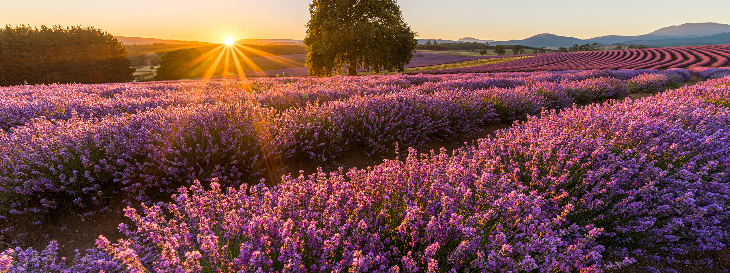 Bridestowe Lavender Estate