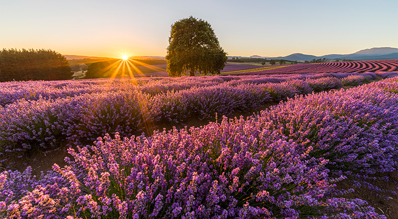 bridestowe lavender estate thumb