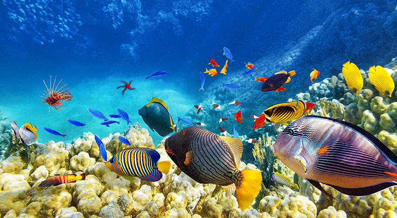 cairns great barrier reef fish CC11 preview