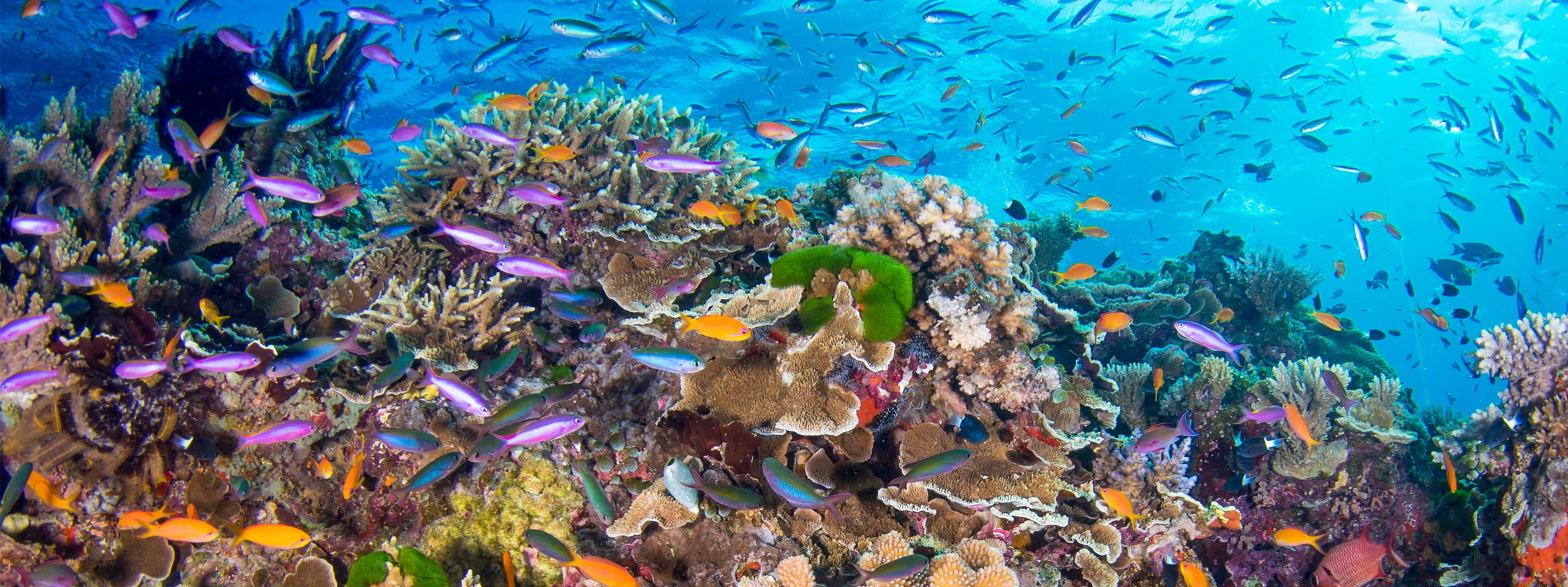 Great Barrier Reef