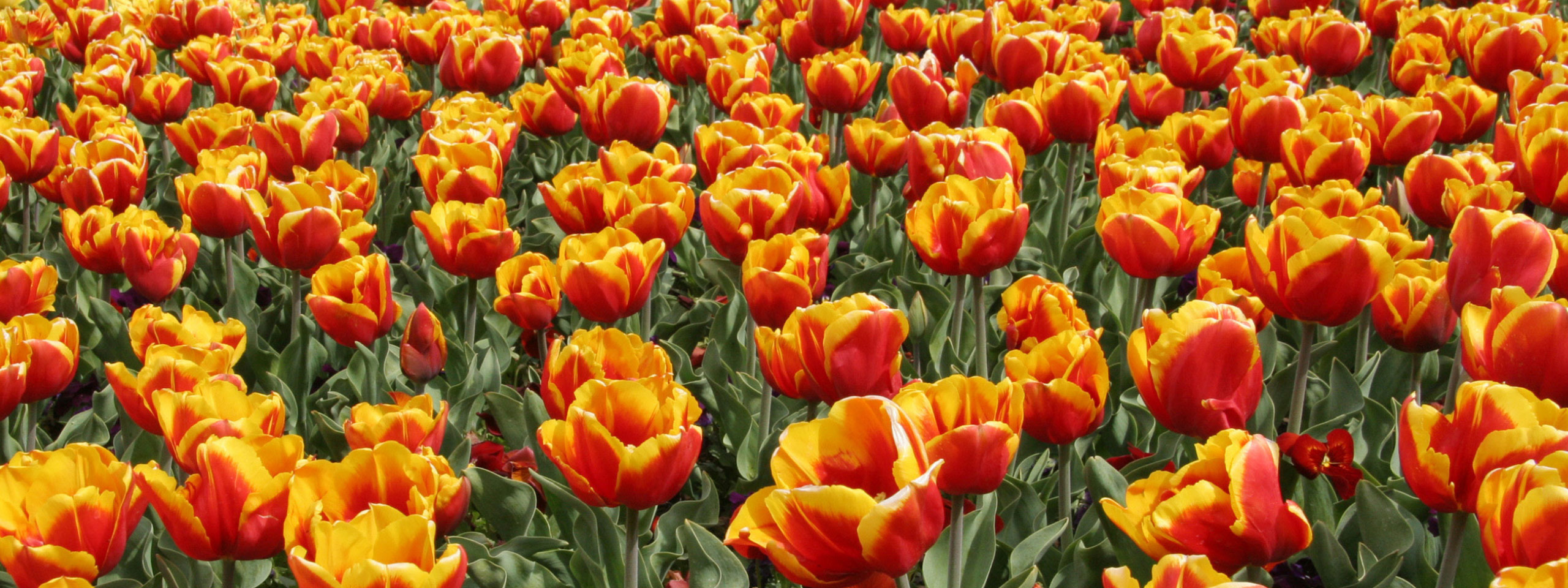Floriade