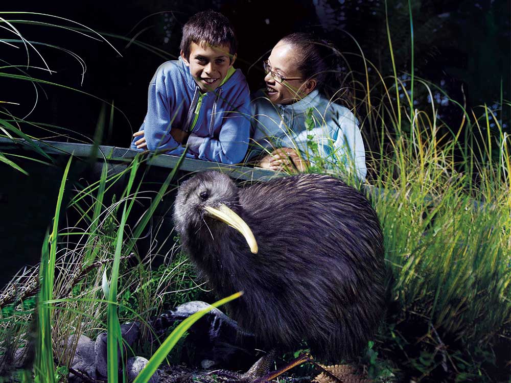 Children observing Kiwi Bird 1000x750