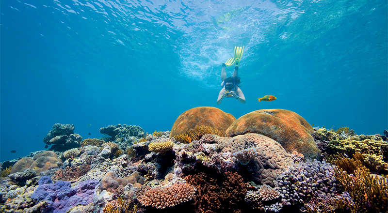 diver in reef thumb