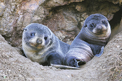 Monarch Wildlife Cruise & Larnach Castle Tour