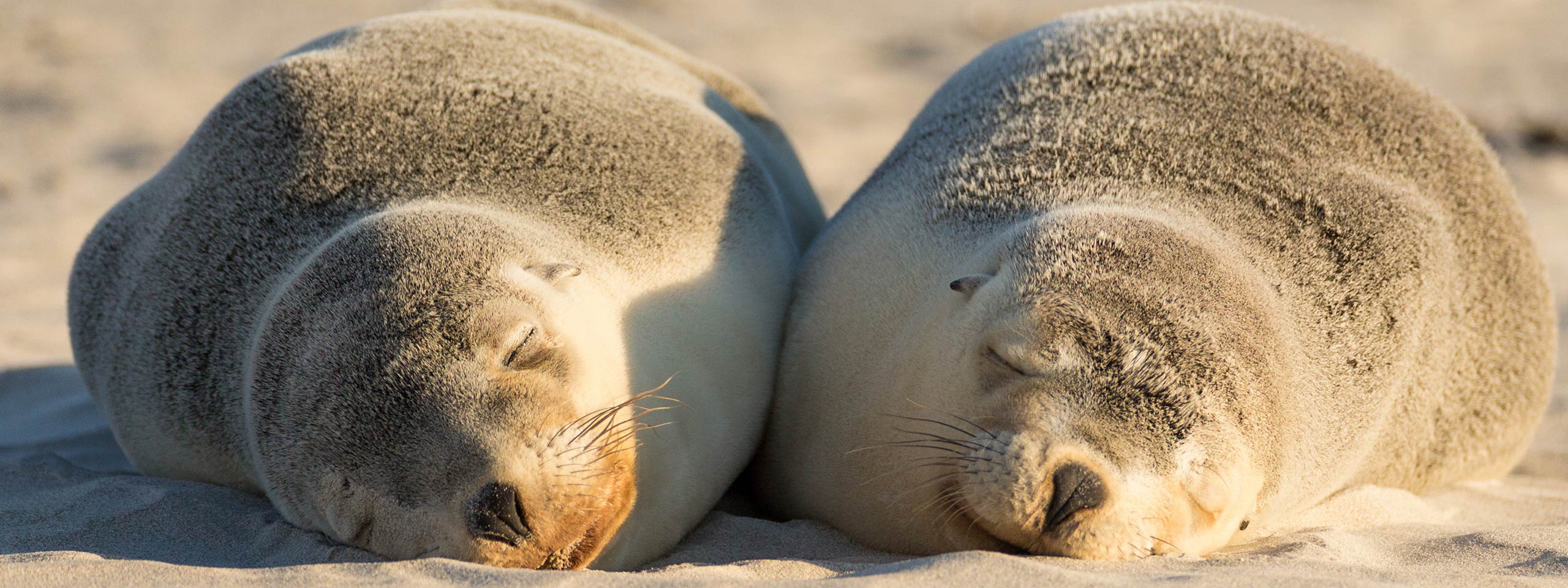 Seal Bay