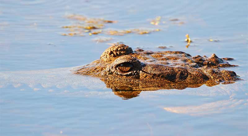 Freshwater Crocodile shutterstock 1084218512 hcpm preview