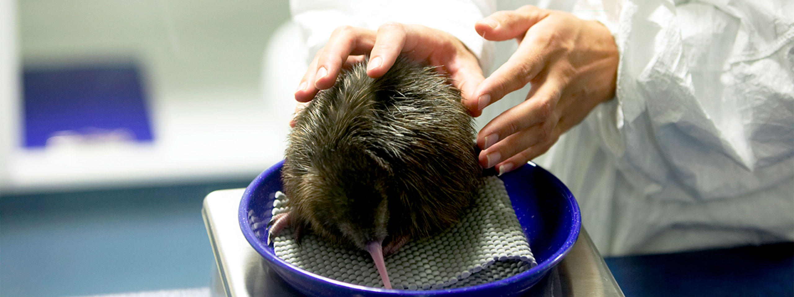 National Kiwi Trust