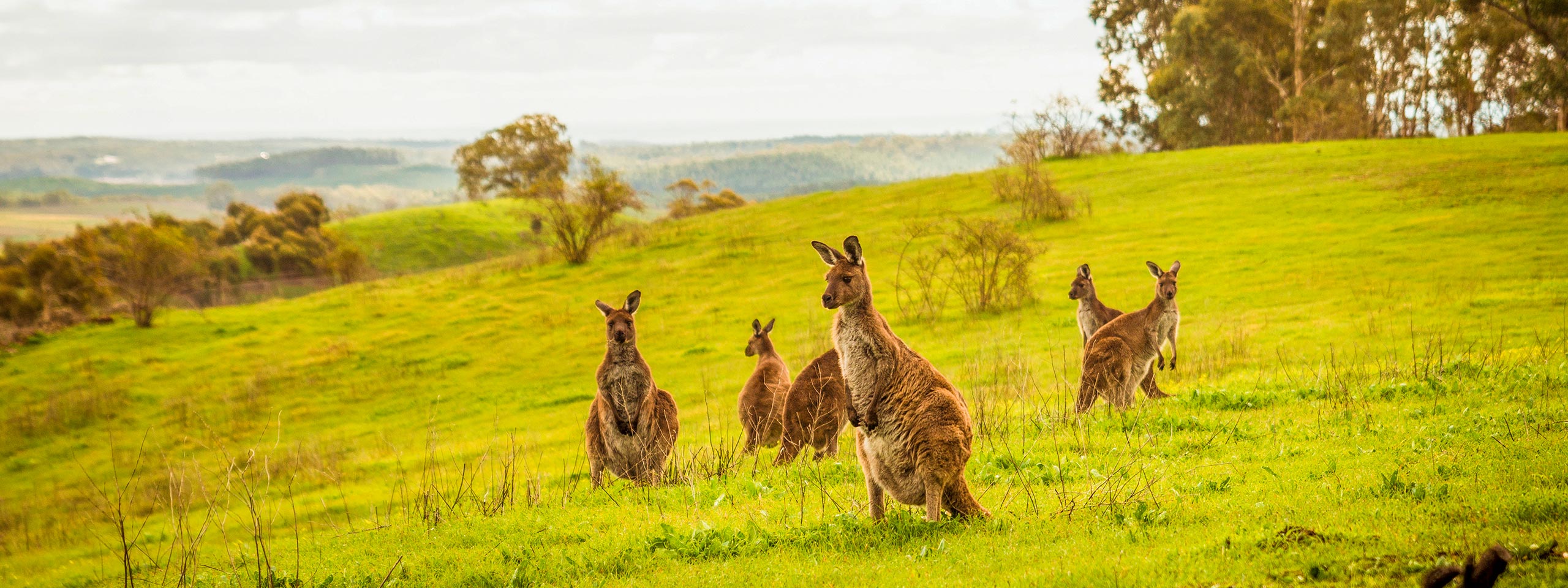 Kangaroos on Kangaroo Island