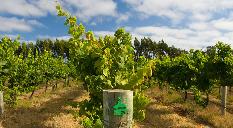Margaret River Wineries