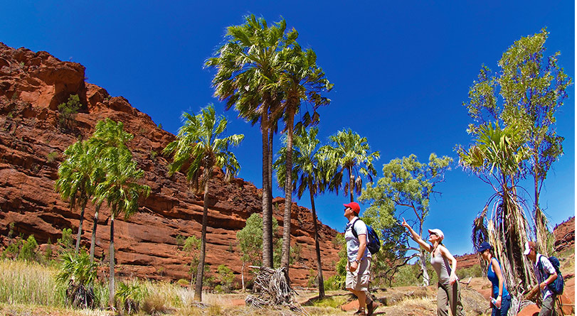 palm valley guests a5 preview