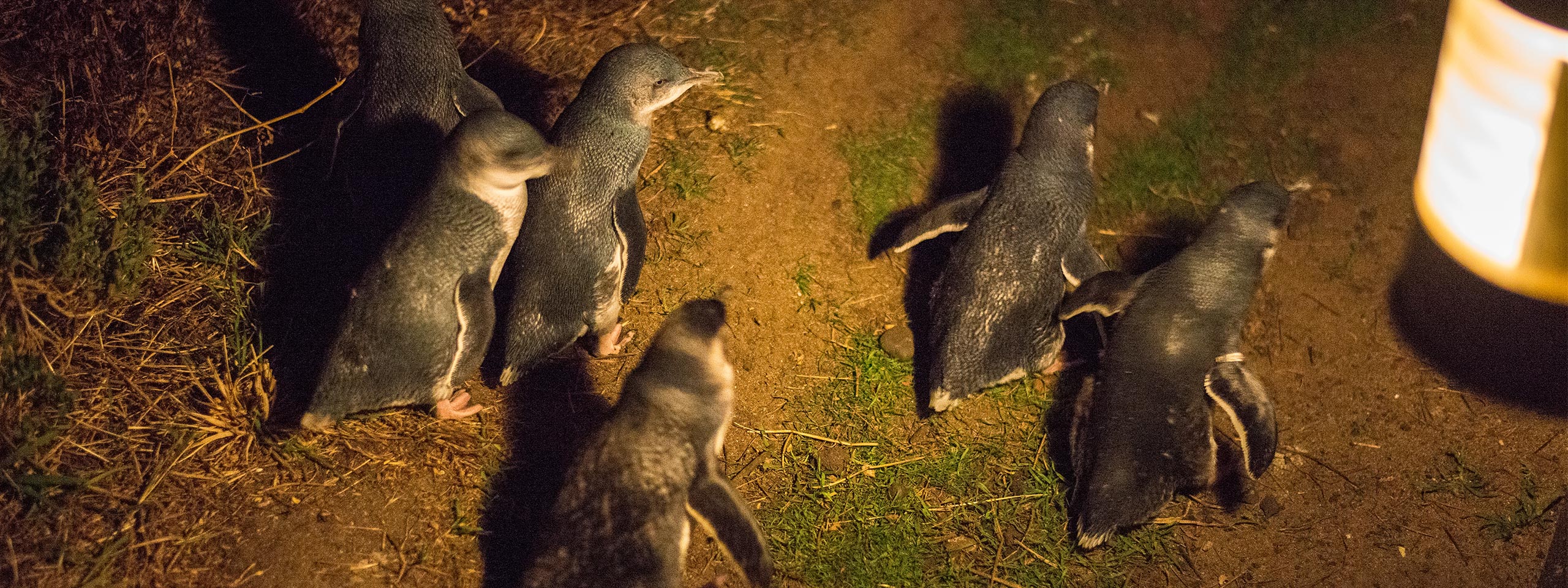 Penguin Parade, Phillip Island