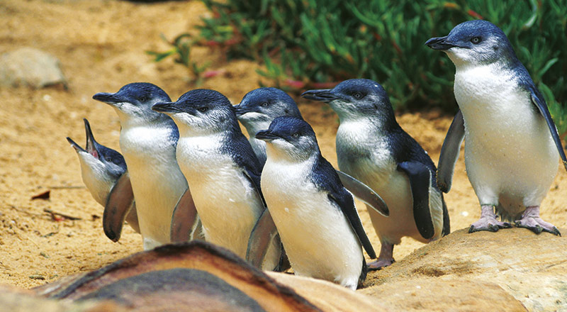 Phillip Island Pengiuns