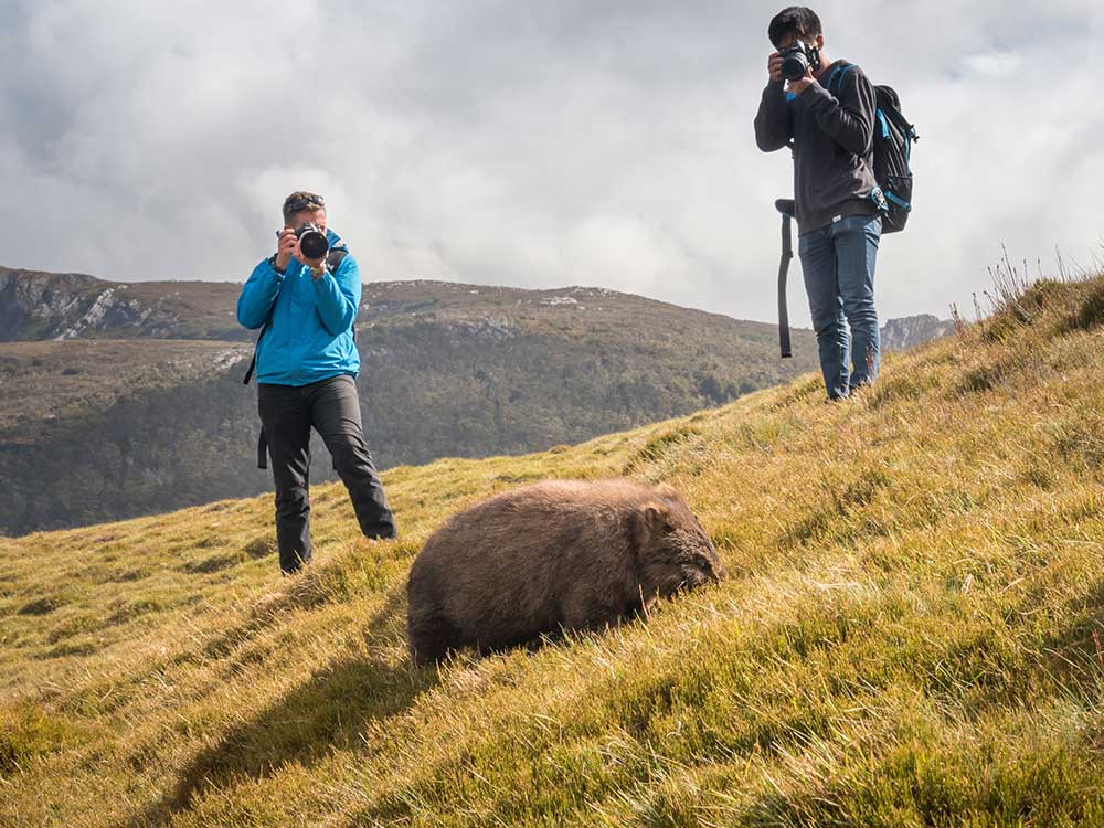 photographers wombat cradle mountain 1000x750