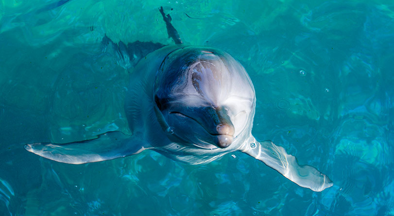 Port Stephens Dolphine