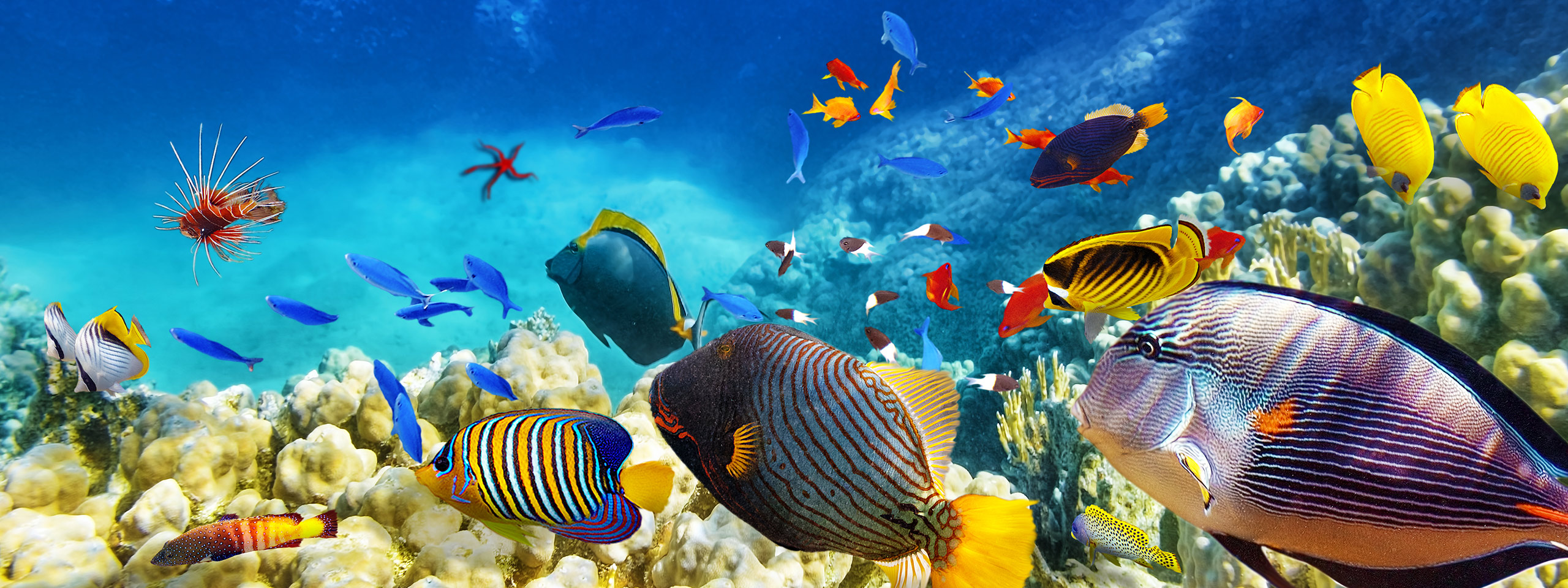 Tropical Fish, Great Barrier Reef 