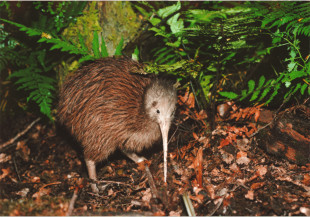 Kiwi Birdlife Park