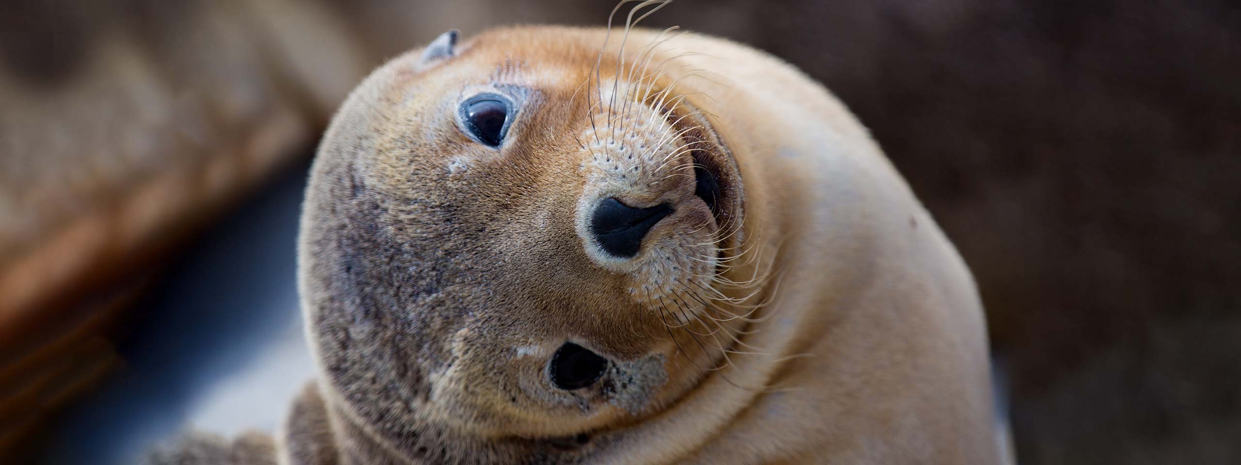 Seal Bay