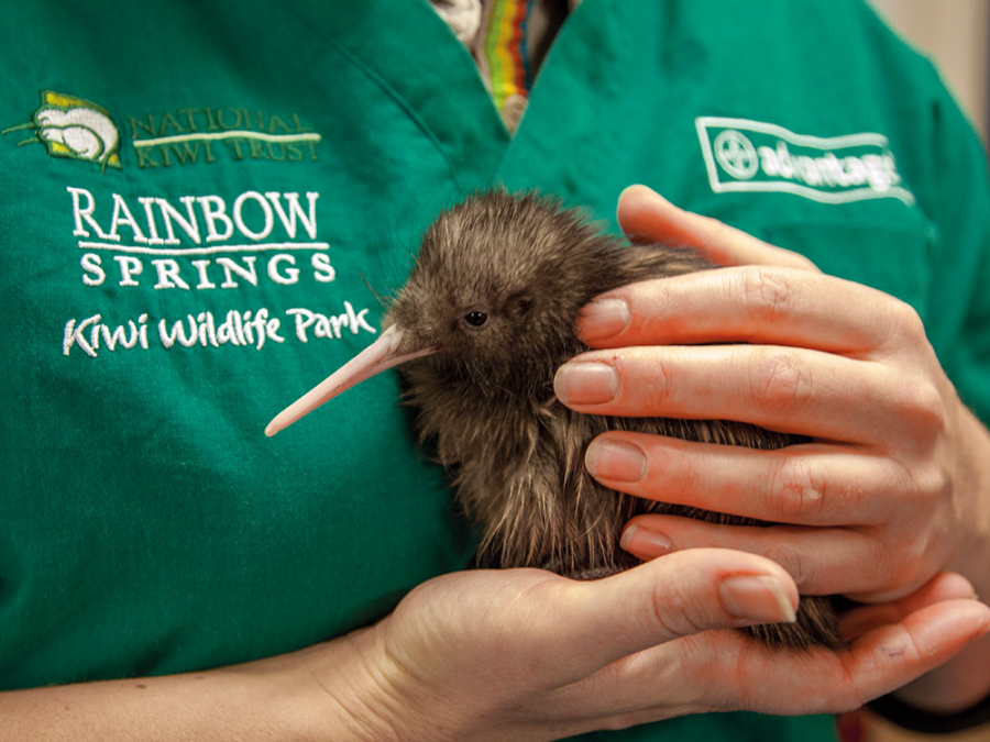 TreadRight Kiwi Conservation Programme