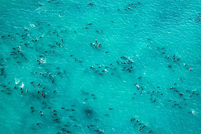 Wings Over Whales