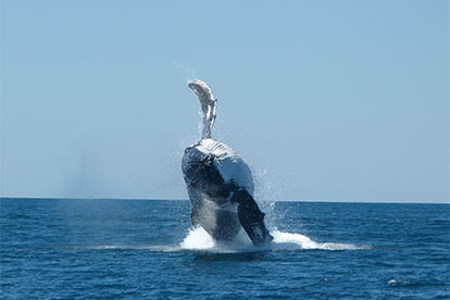 Whale Watching Sunset Cruise