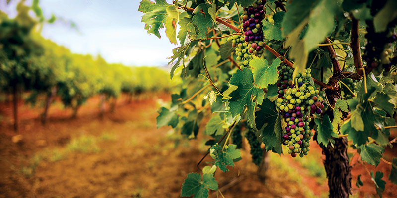 Hunter Valley Vines