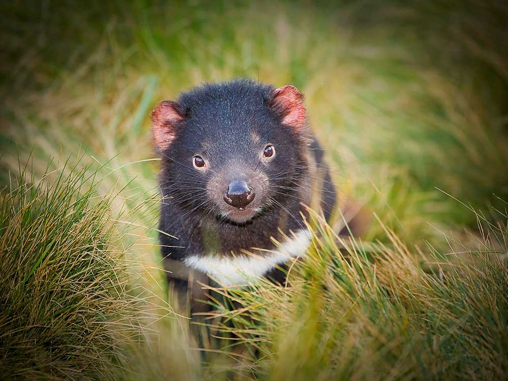 Tasmanian Devil 1000x750
