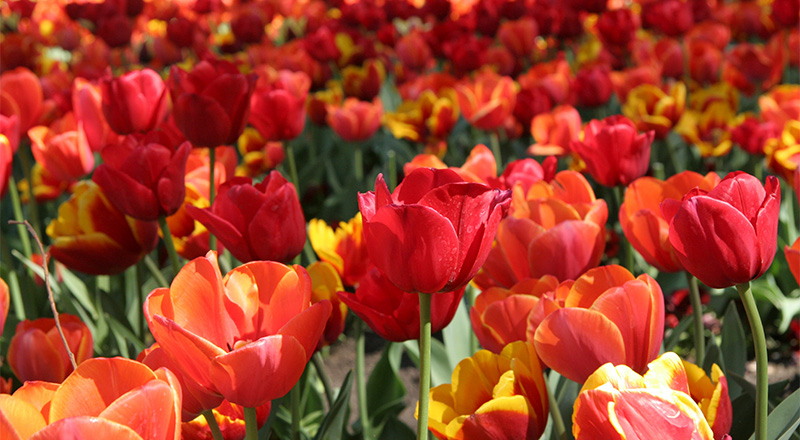 tulips thumb