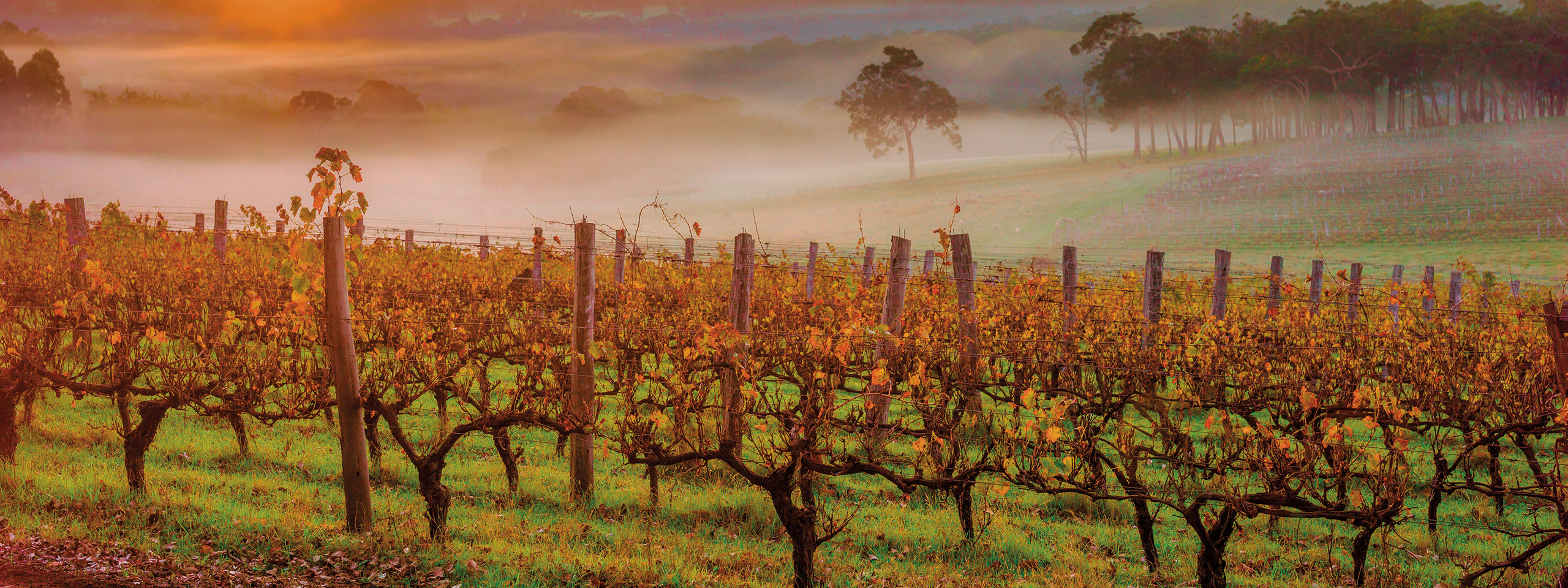 Vineyard sunrise, Margaret River 