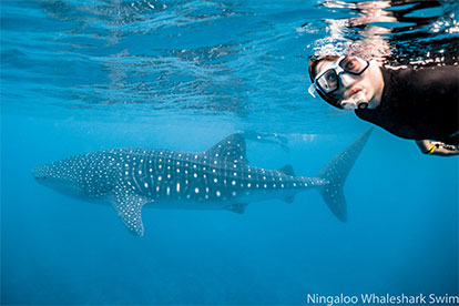 Whale Shark Swim