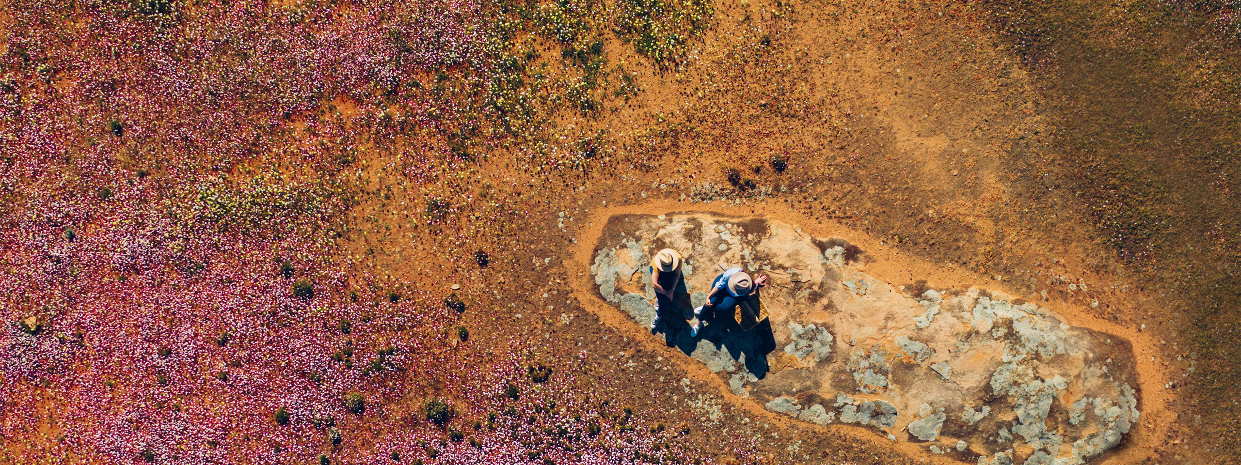 Wildflowers