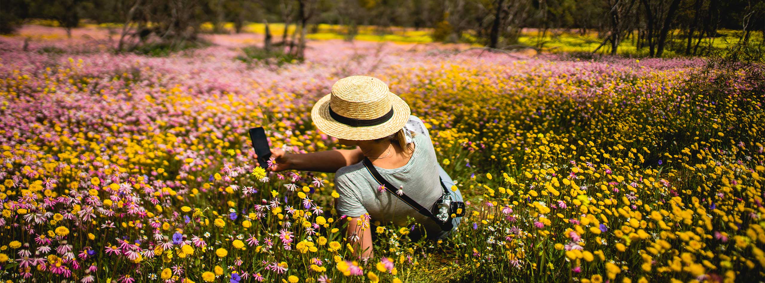 Western Australia Wildflowers (seasonal)