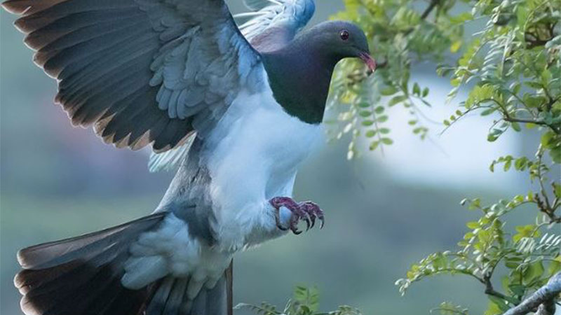 Zealandia